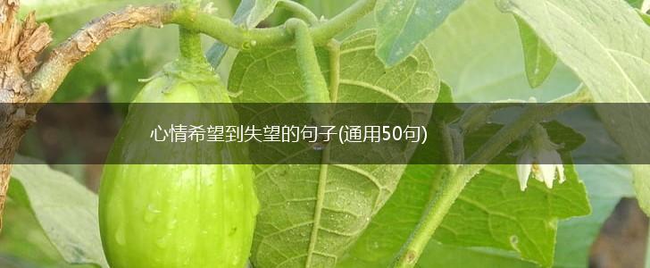 心情希望到失望的句子(通用50句),第1张