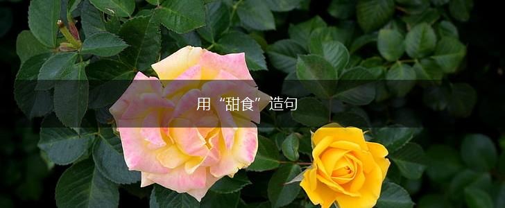 用“甜食”造句,第1张 用“甜食”造句,第1张