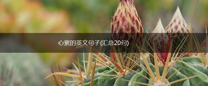 心累的英文句子(汇总20句),第1张