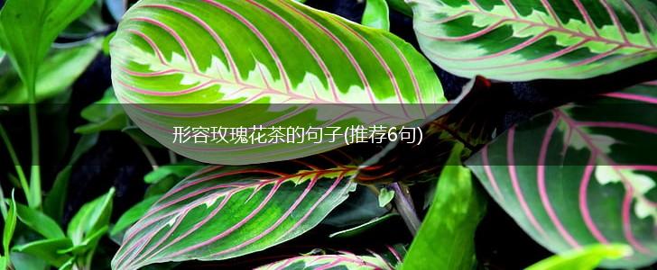 形容玫瑰花茶的句子(推荐6句),第1张