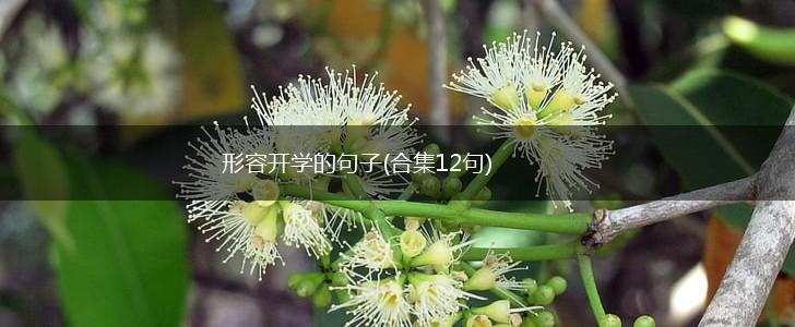 形容开学的句子(合集12句),第1张