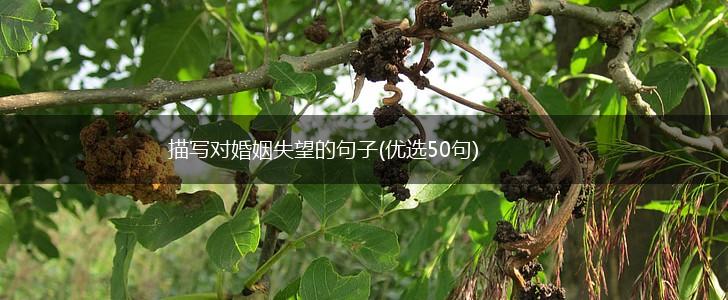描写对婚姻失望的句子(优选50句),第1张