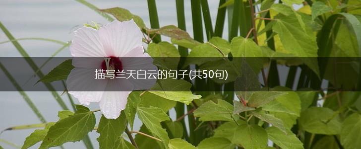 描写兰天白云的句子(共50句),第1张