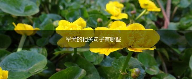 军犬的相关句子有哪些,第1张 军犬的相关句子有哪些,第1张