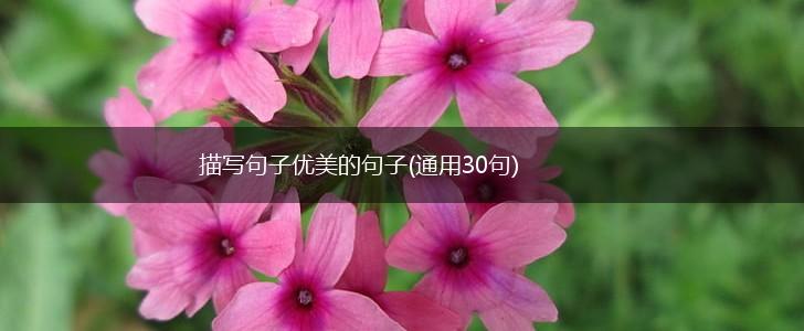 描写句子优美的句子(通用30句),第1张