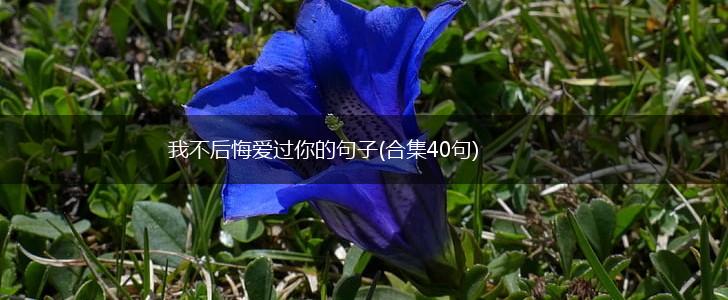 我不后悔爱过你的句子(合集40句),第1张