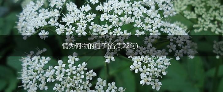 情为何物的句子(合集22句),第1张