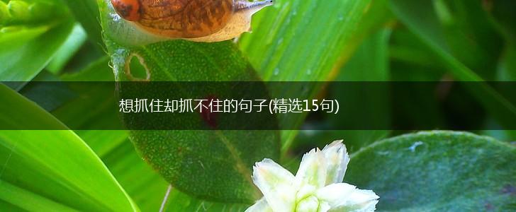 想抓住却抓不住的句子(精选15句),第1张