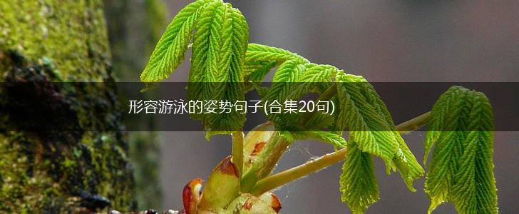 形容游泳的姿势句子(合集20句),第1张