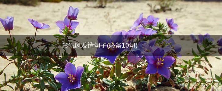 意气风发造句子(必备10句),第1张