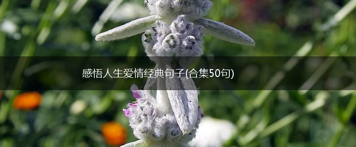 感悟人生爱情经典句子(合集50句),第1张