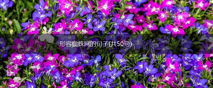 形容蜘蛛网的句子(共50句),第1张