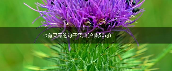 心有灵犀的句子经典(合集50句),第1张