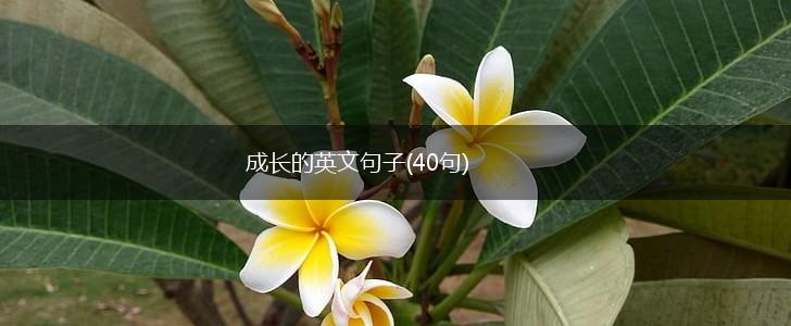成长的英文句子(40句),第1张