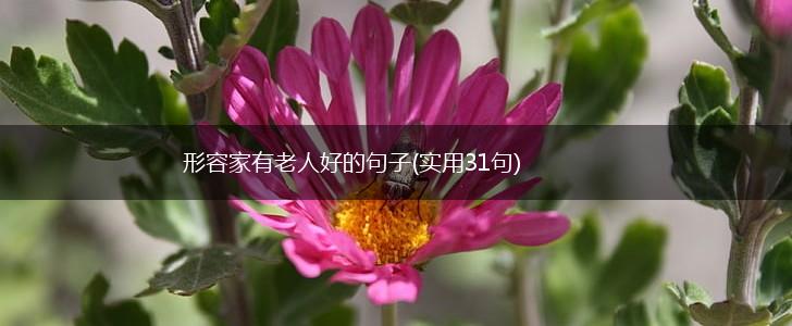 形容家有老人好的句子(实用31句),第1张