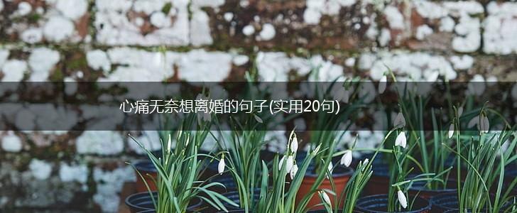 心痛无奈想离婚的句子(实用20句),第1张