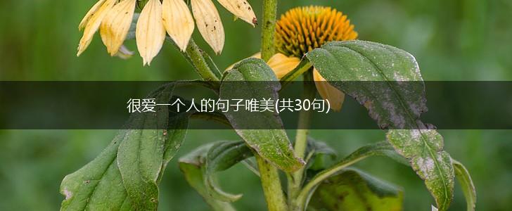 很爱一个人的句子唯美(共30句),第1张