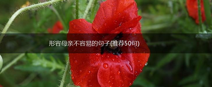 形容母亲不容易的句子(推荐50句),第1张