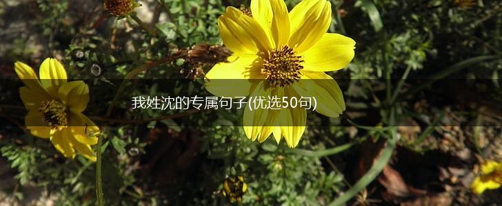 我姓沈的专属句子(优选50句),第1张