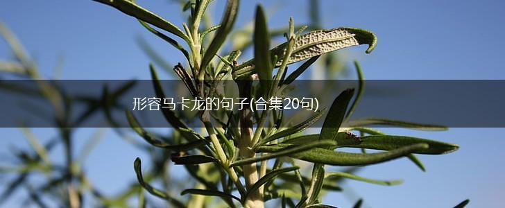 形容马卡龙的句子(合集20句),第1张