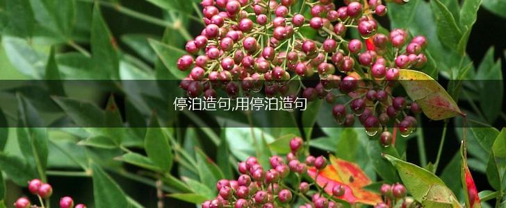 停泊造句,用停泊造句,第1张 停泊造句,用停泊造句,第1张