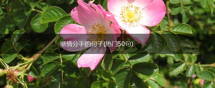感情分手的句子(热门50句),第1张