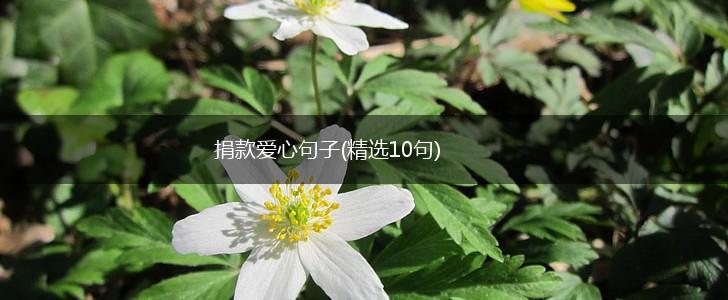捐款爱心句子(精选10句),第1张