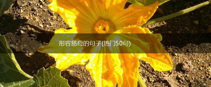 形容慈母的句子(热门50句),第1张