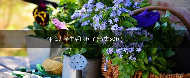 怀念大学生活的句子(合集50句),第1张