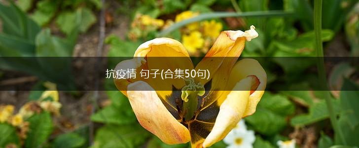 抗疫情 句子(合集50句),第1张