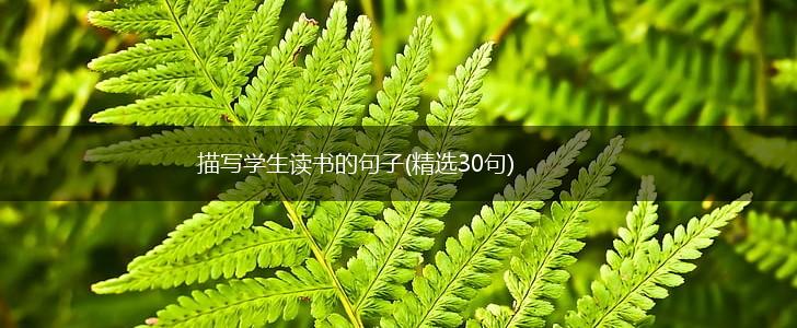 描写学生读书的句子(精选30句),第1张
