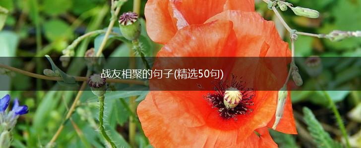 战友相聚的句子(精选50句),第1张