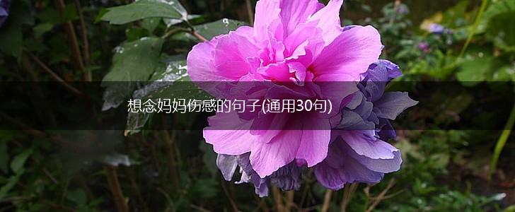 想念妈妈伤感的句子(通用30句),第1张