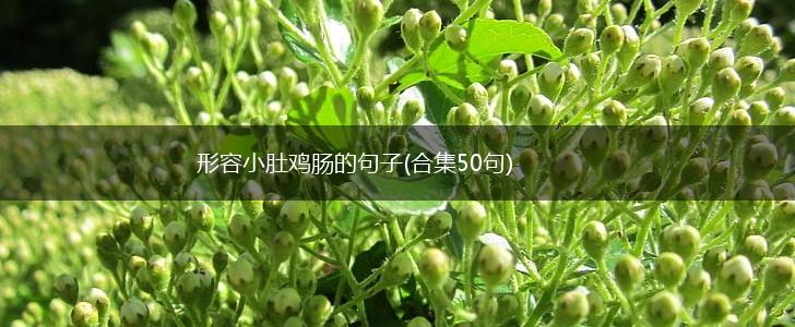 形容小肚鸡肠的句子(合集50句),第1张
