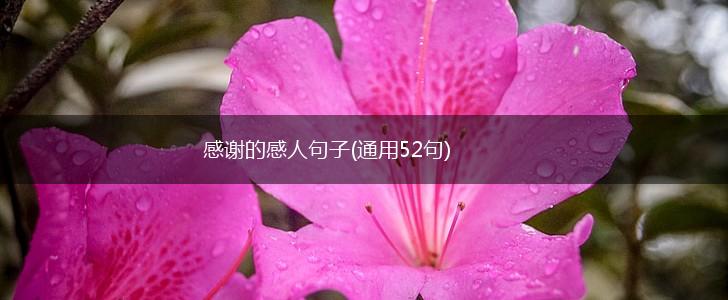 感谢的感人句子(通用52句),第1张