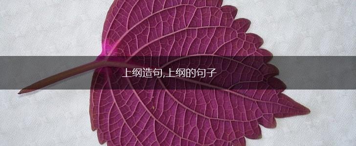 上纲造句,上纲的句子,第1张