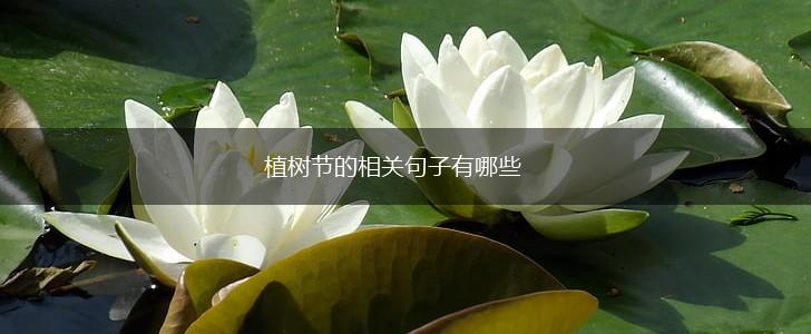 植树节的相关句子有哪些,第1张 植树节的相关句子有哪些,第1张