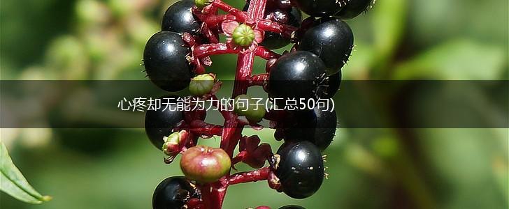 心疼却无能为力的句子(汇总50句),第1张