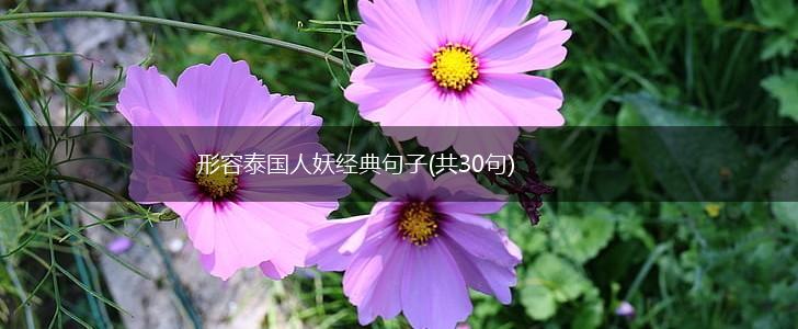 形容泰国人妖经典句子(共30句),第1张