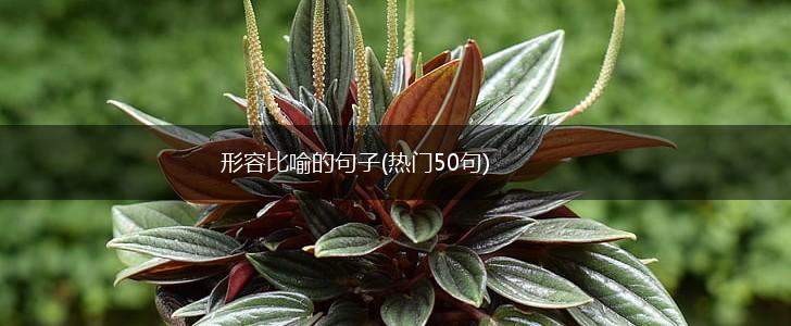 形容比喻的句子(热门50句),第1张