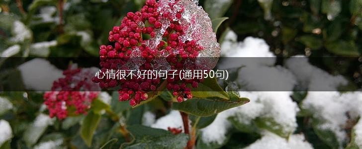 心情很不好的句子(通用50句),第1张