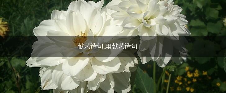 献艺造句,用献艺造句,第1张 献艺造句,用献艺造句,第1张