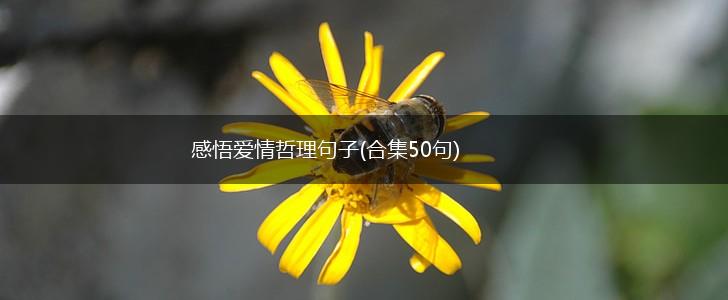 感悟爱情哲理句子(合集50句),第1张