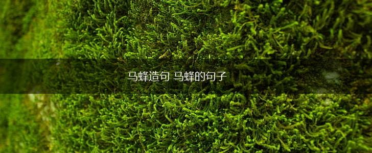 马蜂造句 马蜂的句子,第1张 马蜂造句 马蜂的句子,第1张