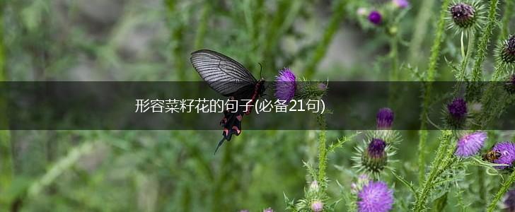 形容菜籽花的句子(必备21句),第1张