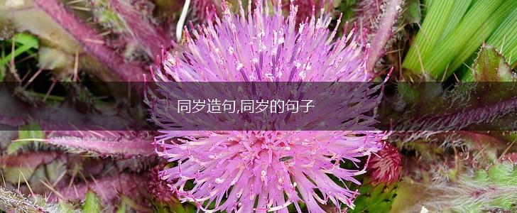 同岁造句,同岁的句子,第1张 同岁造句,同岁的句子,第1张