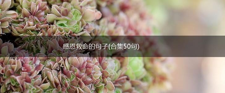 感恩救命的句子(合集50句),第1张