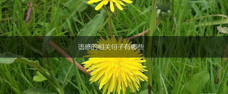 语感的相关句子有哪些,第1张 语感的相关句子有哪些,第1张