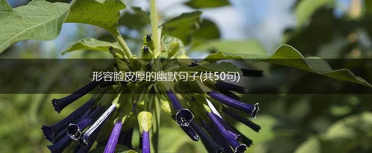 形容脸皮厚的幽默句子(共50句),第1张