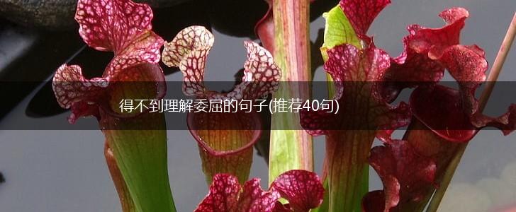 得不到理解委屈的句子(推荐40句),第1张